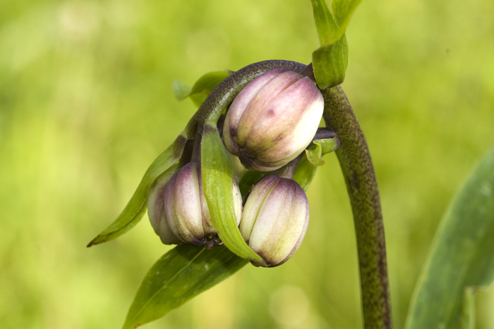 Lilium martagon / Giglio martagone